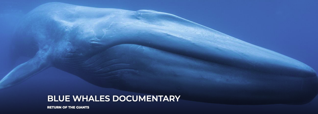 Blue whales documentary with a whale in the background